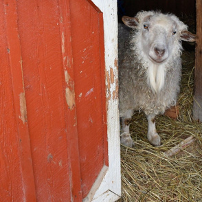 Queen of the Barn