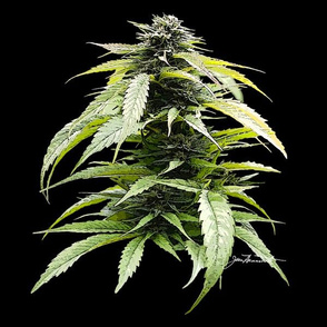 Cannabis Bud Portrait 12x12