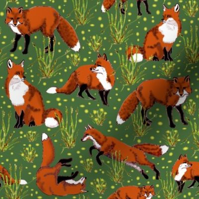 red_fox_and_dandelions