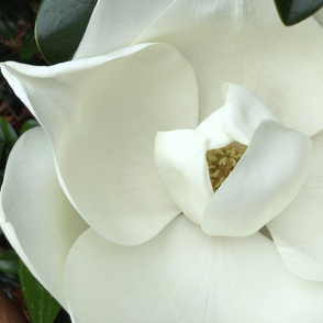 Large White Magnolia