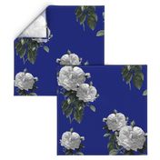 Redoute' Roses ~ Riot of  White Blooms on Bandy Blue ~ Special Version