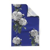 Redoute' Roses ~ Riot of  White Blooms on Bandy Blue ~ Special Version