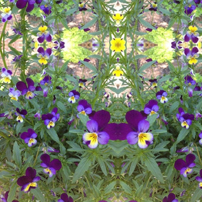 Pansy Palooza