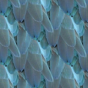 bird feathers 