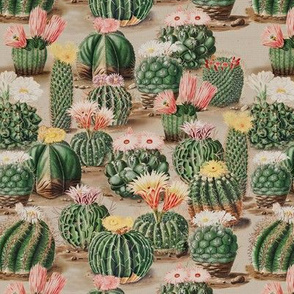 Cactus Vintage // small