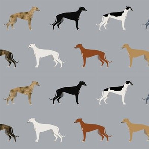 Greyhounds pattern grey multi colored coats 