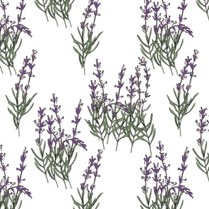 Lavender flowers