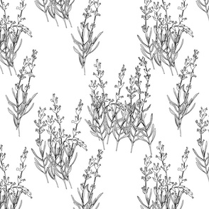 Hand-drawn flowers of lavender