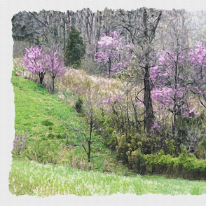 Redbuds After the Rain