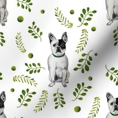 French Bulldog on White