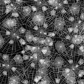 spider web on black