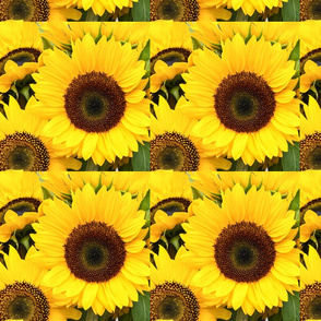 Bright sunflower blossoms
