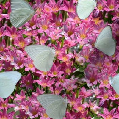 Crocus Patch with Butterflies