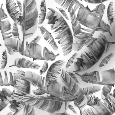 Black & White - Floral Tropical Leaves / White Background