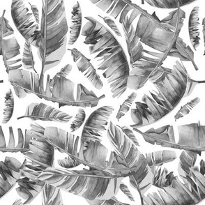 Black & White - Floral Tropical Leaves / White Background