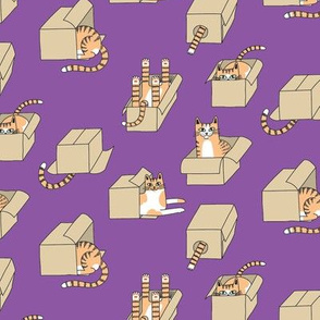 cats in boxes in purple