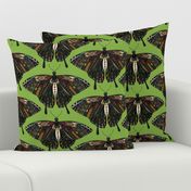 swallowtail butterfly green