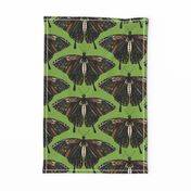 swallowtail butterfly green