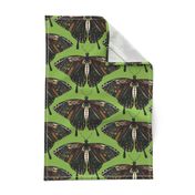 swallowtail butterfly green