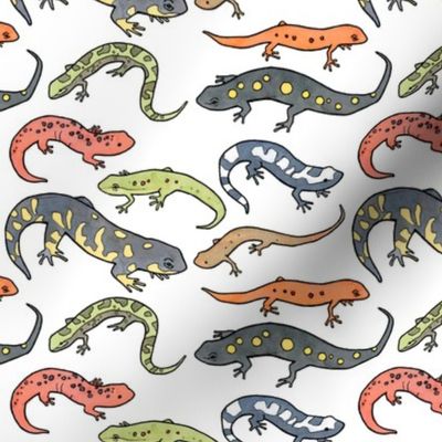 Salamanders illustration