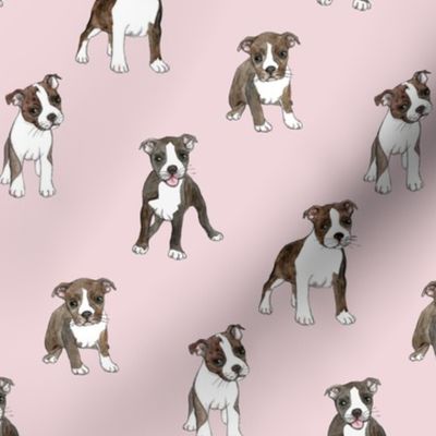 Lots of Little Boston Terrier Puppies on Dusty Pink