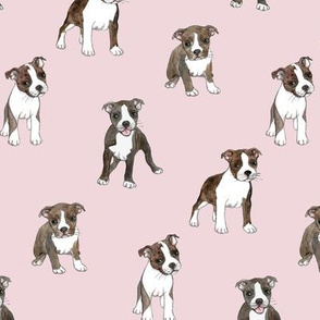 Lots of Little Boston Terrier Puppies on Dusty Pink