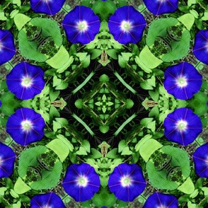 Morning Glories Abstract