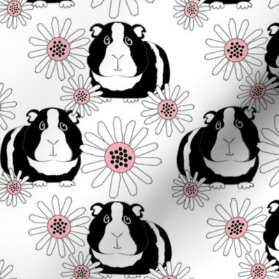 guinea-pigs-and-daisies-black white pink
