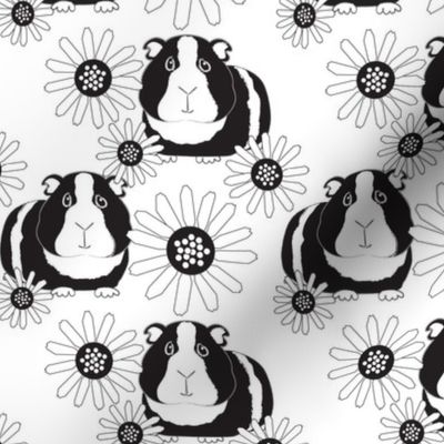 large guinea-pigs-and-daisies-black-and-white