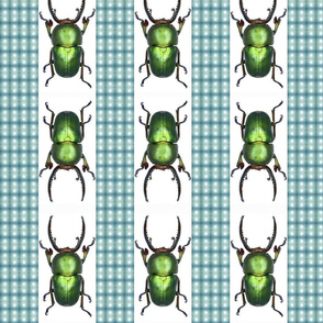  Beetles