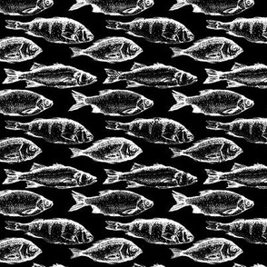 Fish Sketches on Black // Small