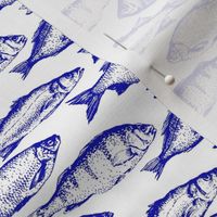 Blue Fish Sketches