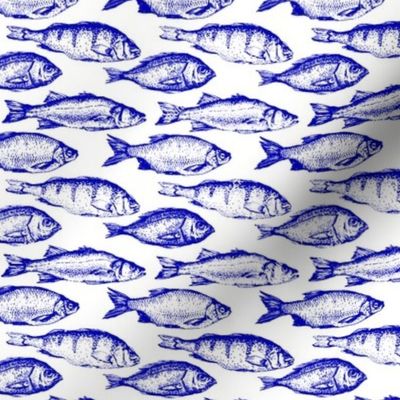 Blue Fish Sketches