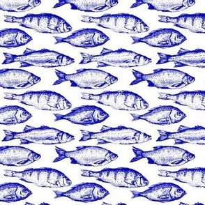 Blue Fish Sketches