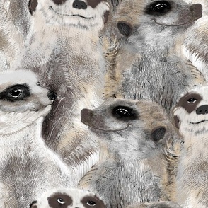 Furry Meerkats regular
