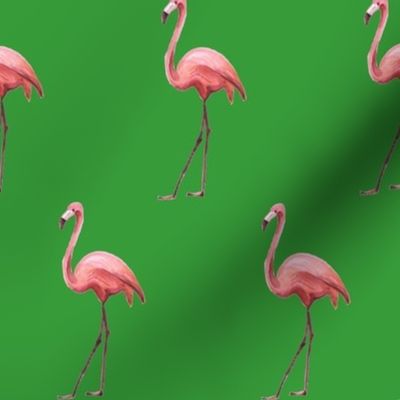 Flamingo Park - Green 