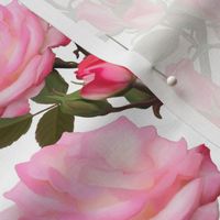 Painted_Pink_Roses_on_White
