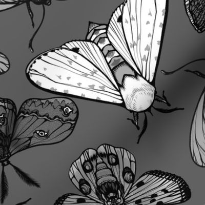 Grey Moths