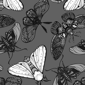 Grey Moths