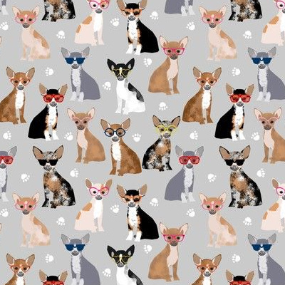 Download Little Chihuahua Breed Wallpaper  Wallpaperscom