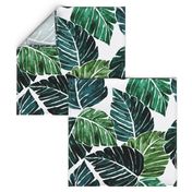 Monstera Leaves