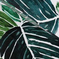 Monstera Leaves