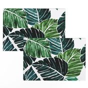 Monstera Leaves