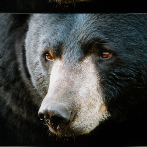 Black Bear pillow cover