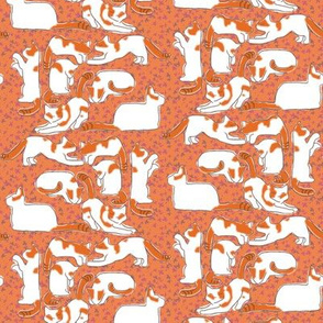 Orange and White Cats on Orange