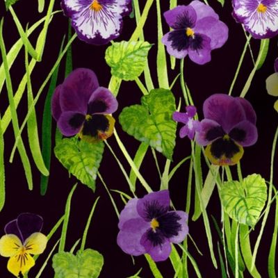 Pansies purple-black