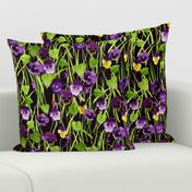 Pansies purple-black