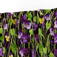 Pansies purple-black