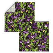 Pansies purple-black