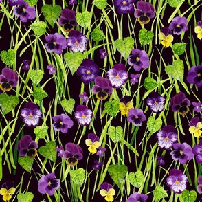 Pansies purple-black